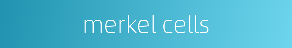 merkel cells的同义词