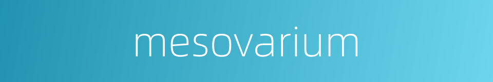 mesovarium的同义词