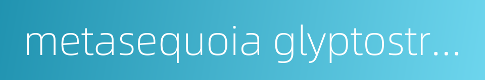 metasequoia glyptostroboides wood的同义词