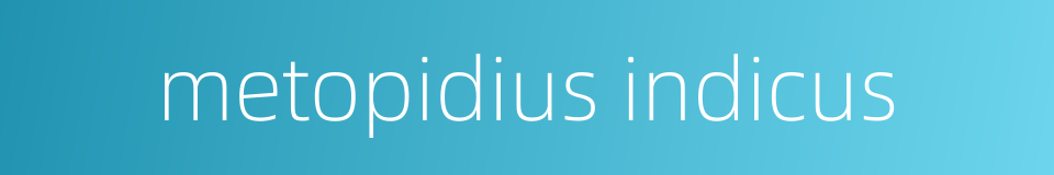 metopidius indicus的同义词