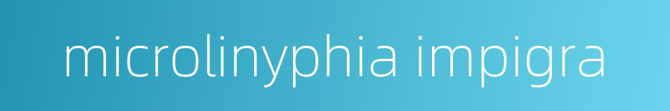 microlinyphia impigra的同义词