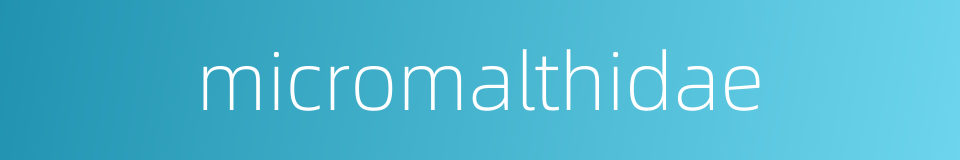 micromalthidae的同义词