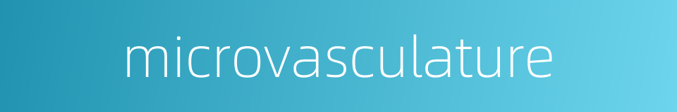microvasculature的同义词