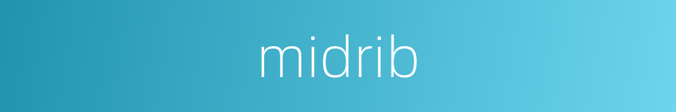midrib的同义词