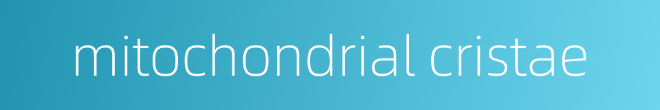 mitochondrial cristae的同义词