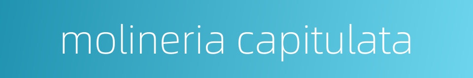 molineria capitulata的同义词