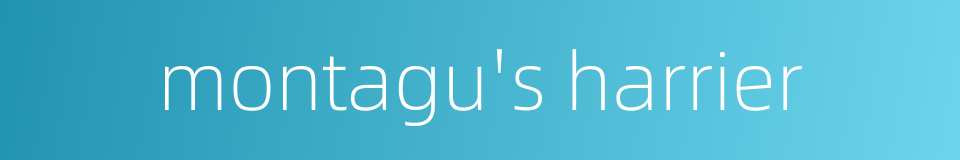 montagu's harrier的同义词