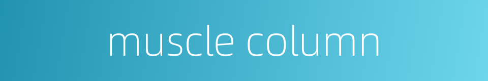 muscle column的同义词