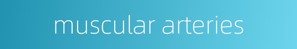 muscular arteries的同义词