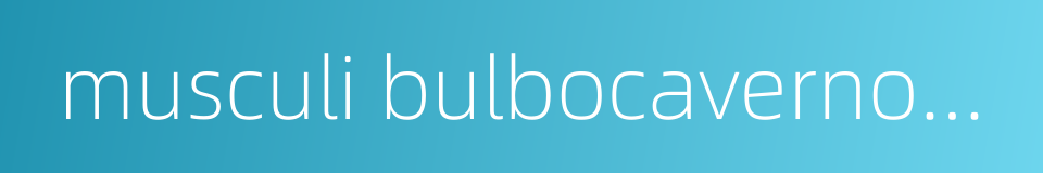 musculi bulbocavernosus的同义词