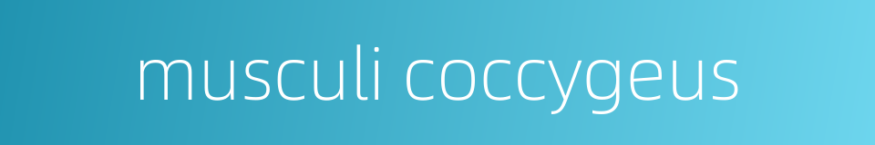 musculi coccygeus的同义词