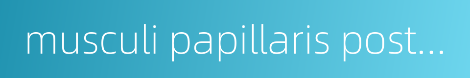 musculi papillaris posterior的同义词