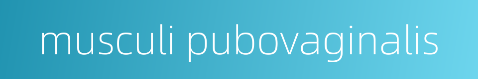 musculi pubovaginalis的同义词