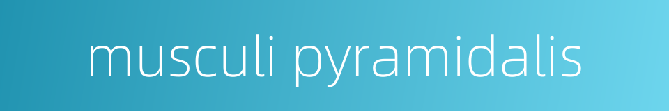 musculi pyramidalis的同义词