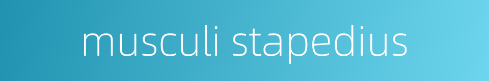 musculi stapedius的同义词