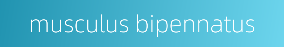 musculus bipennatus的同义词