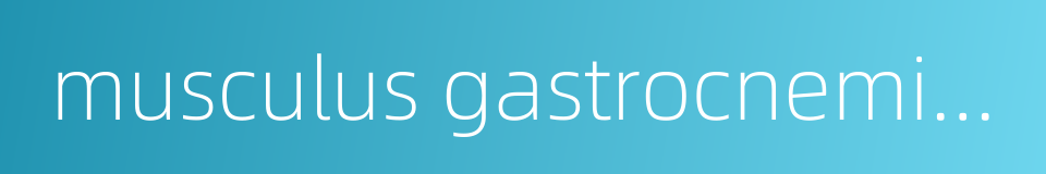 musculus gastrocnemius的同义词