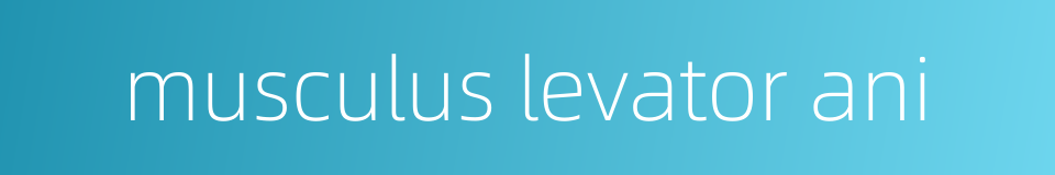 musculus levator ani的同义词