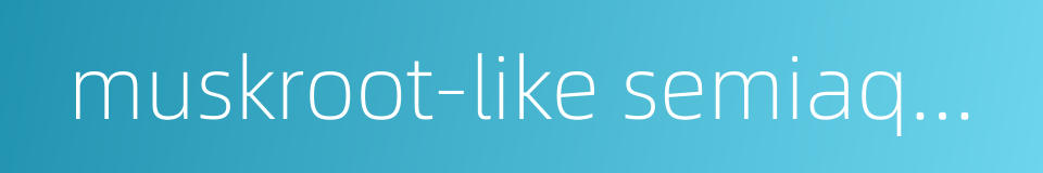 muskroot-like semiaquilegia root的同义词