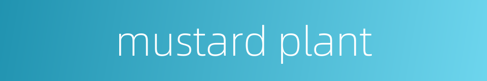 mustard plant的同义词