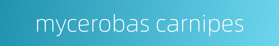 mycerobas carnipes的同义词