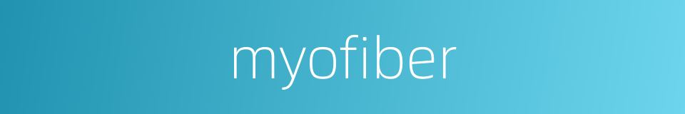 myofiber的同义词