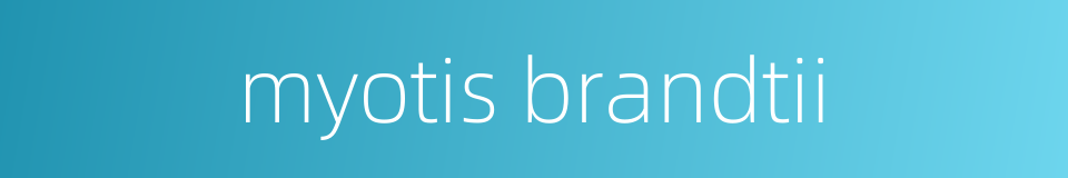 myotis brandtii的同义词