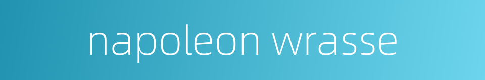 napoleon wrasse的同义词