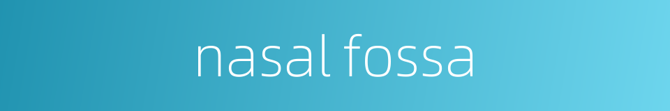 nasal fossa的同义词