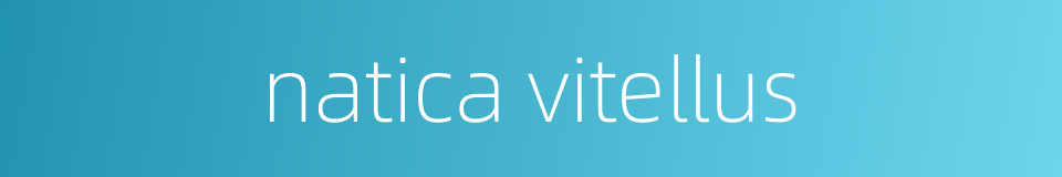 natica vitellus的同义词