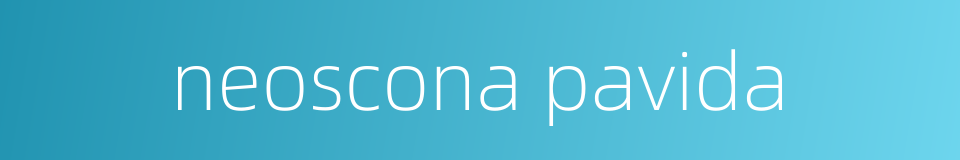 neoscona pavida的同义词