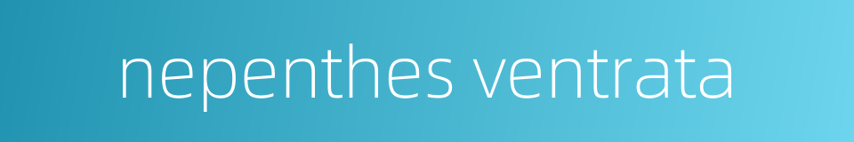 nepenthes ventrata的同义词