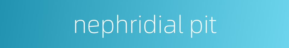 nephridial pit的同义词