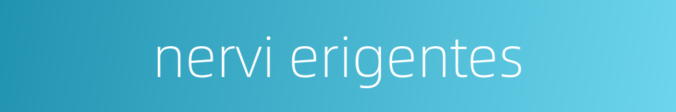 nervi erigentes的同义词