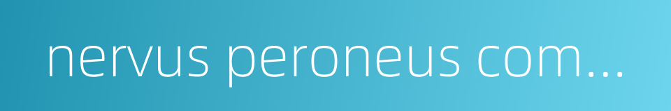 nervus peroneus communis的同义词