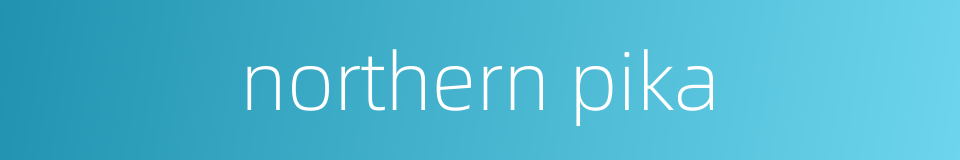 northern pika的同义词