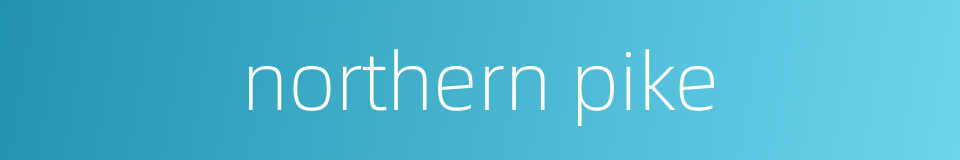 northern pike的同义词