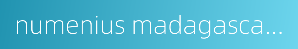 numenius madagascariensis的同义词