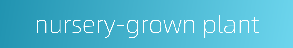 nursery-grown plant的同义词