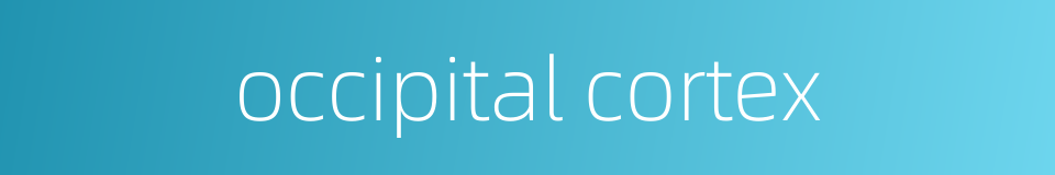 occipital cortex的同义词
