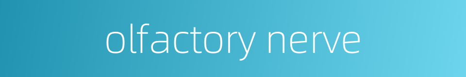 olfactory nerve的同义词
