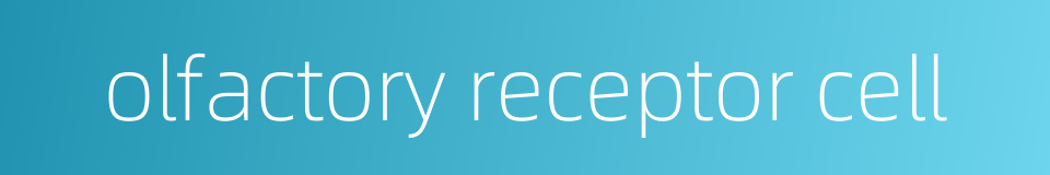 olfactory receptor cell的同义词