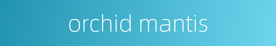 orchid mantis的同义词