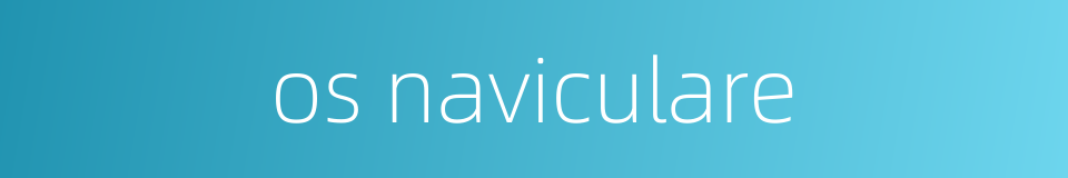 os naviculare的同义词
