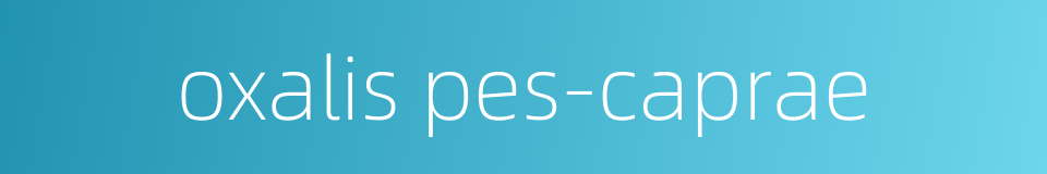 oxalis pes-caprae的同义词