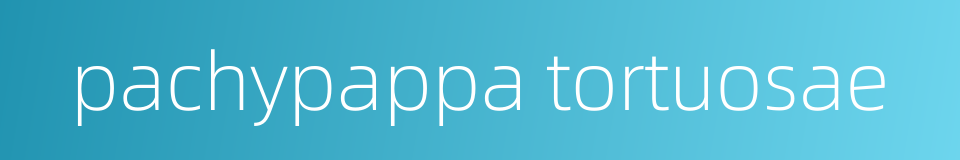pachypappa tortuosae的同义词