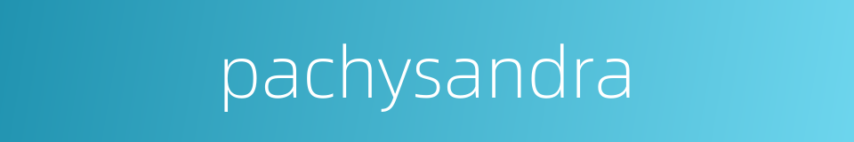 pachysandra的同义词