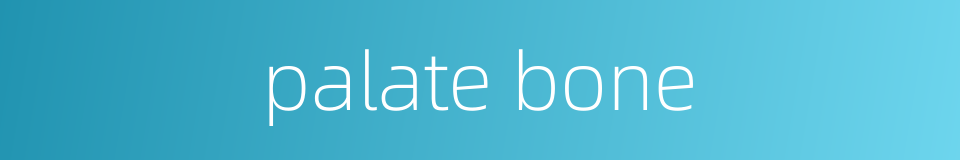 palate bone的同义词
