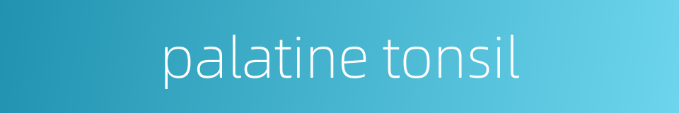 palatine tonsil的同义词