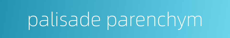 palisade parenchym的同义词